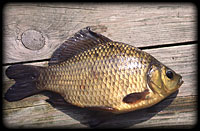 Crucian carp (Carassius carassius)