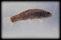 European mudminnow (Umbra krameri)