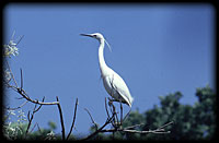 Little egret (Egretta garzetta)