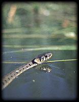 Common European water snake (Natrix natrix)