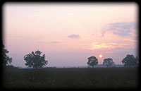 Wooded pasture of Lnya on the Tisza flood area