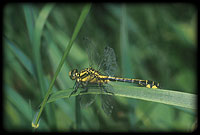 Gomphus vulgatissimus - Black-legged dragonfly