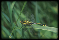 Gomphus vulgatissimus - Feketelb szitakt