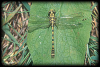 Onychogomphus forcipatus - brooklet dragonfly