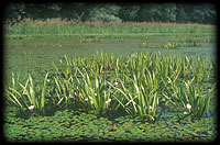 Water soldier (Stratiotes aloides) and water chestnut (Trapa natans) the typical plants of mortlakes