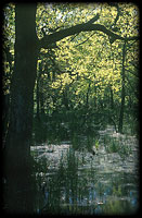 Flood plain hardwood gallery ater inundation