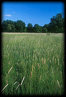 Foxtail meadow