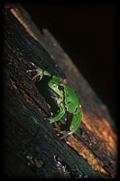 Tree frog (Hyla arborea)