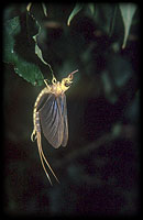 Tisza-dayfly (Palingenia longicauda)