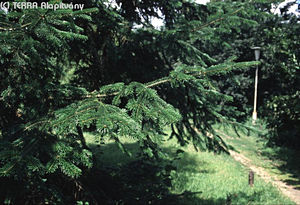 Abies alba Mill. - Kznsges jegenyefeny