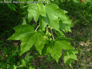 Acer acuminatilobum J. Papp - Mtrai sjuhar