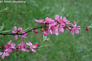 Amygdalus nana L. - Trpemandula