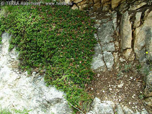 Arctostaphylos uva-ursi (L.) Spr. - Orvosi medveszl