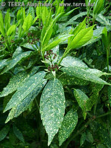 Aucuba japonica Thunb. - Japnsom