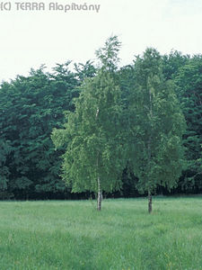 Betula pendula Roth - Kznsges nyr