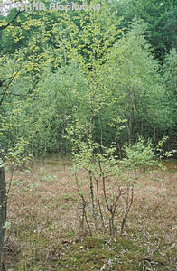 Betula pubescens Ehrh. - Szrs nyr