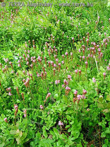 Bruckenthalia spiculifolia (Salisb.) Rchb. - Bruckenthal-hanga