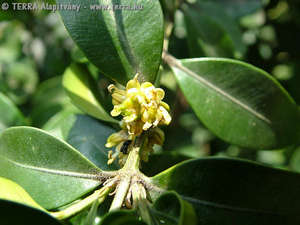 Buxus sempervirens L. - Tlizld puszpng