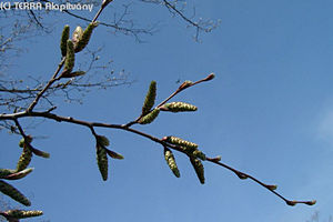 Carpinus betulus L. - Kznsges gyertyn