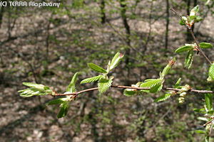 Carpinus orientalis Mill. - Keleti gyertyn