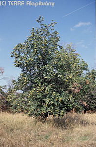 Castanea sativa Mill. - Szeldgesztenye