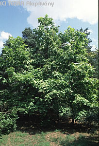 Catalpa bignonioides Walt. - Szivarfa