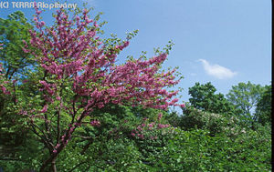 Cercis siliquastrum L. - Jdsfa