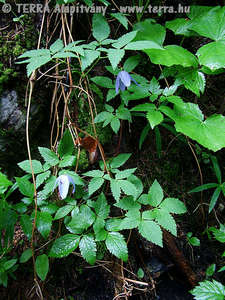 Clematis alpina (L.) Mill. - Havasi iszalag