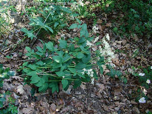 Clematis recta L. - Egyenes iszalag