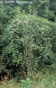 Clematis vitalba L. - Erdei iszalag