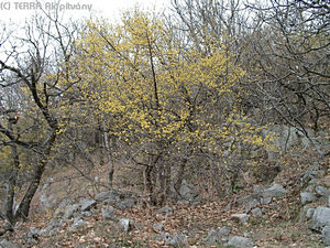 Cornus mas L. - Hsos som