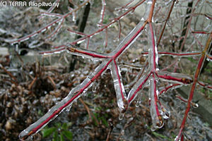 Cornus sanguinea L. - Veresgyr som