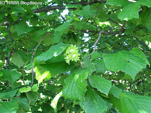 Corylus avellana L. - Kznsges mogyor