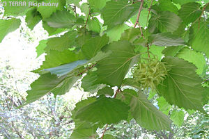 Corylus colurna L. - Trk mogyor