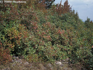 Cotinus coggygria Scop. - Cserszmrce