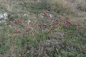 Crataegus monogyna Jacq. - Egybibs galagonya