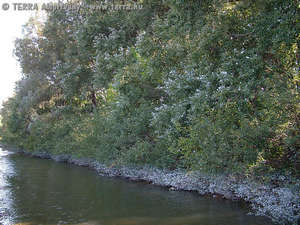 Crataegus nigra W. et K. - Fekete galagonya