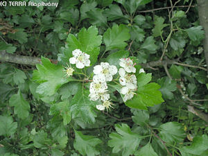 Crataegus oxyacantha L. - Cseregalagonya