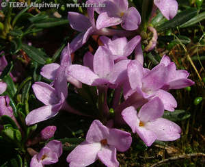 Daphne arbuscula elak - Murnyi boroszln