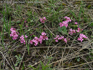 Daphne cneorum L. - Henye boroszln