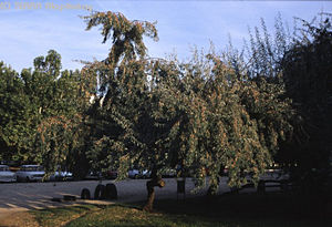 Elaeagnus angustifolia L. - Keskenylevel ezstfa