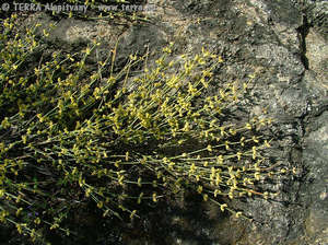 Ephedra distachya L. - Csikfark