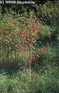 Euonymus europaeus L. - Cskos kecskerg