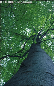 Fagus sylvatica L. - Bkk