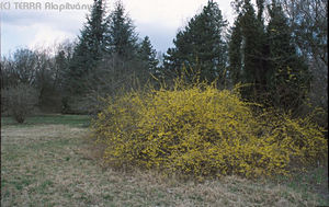 Forsythia suspensa (Thunb.) Vahl - Bkol aranyfa