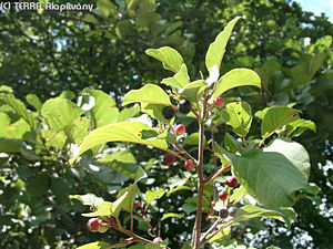 Frangula alnus Mill. - Kutyabenge