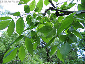 Fraxinus pennsylvanica Marsh. - Vrs kris