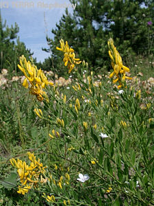 Genista tinctoria L. - Fest rekettye