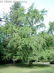 Gingko biloba L. - Pfrnyfeny