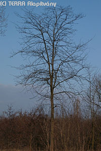 Gleditsia triacanthos L. - Lepnyfa